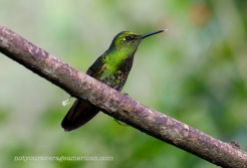 Is this the same Golden Breasted Puffleg in light that doesn't show those feathers on the chest or could it be a female Glowing Puffleg? The problems with id-ing hummingbirds in Ecuador!