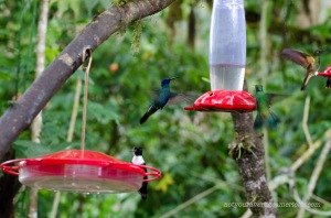 The feeders at the Bellavista Lodge are a constant source of entertainment.