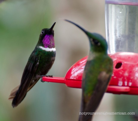 Beautiful color on this Gorgeted Sunangel Hummingbird.