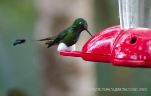 This is a Booted Racket-tail Hummingbird. I wish we knew why he sported such lovely cotton balls.