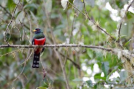 A Masked Trogon seen from the Lodge grounds.