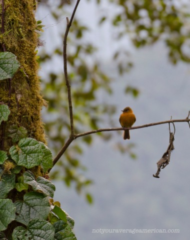 A Cinnamon Flycatcher seen from the Lodge parking lot.