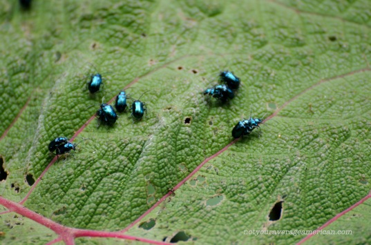 This was the season of the metallic blue bug at Bellavista. They were everywhere!