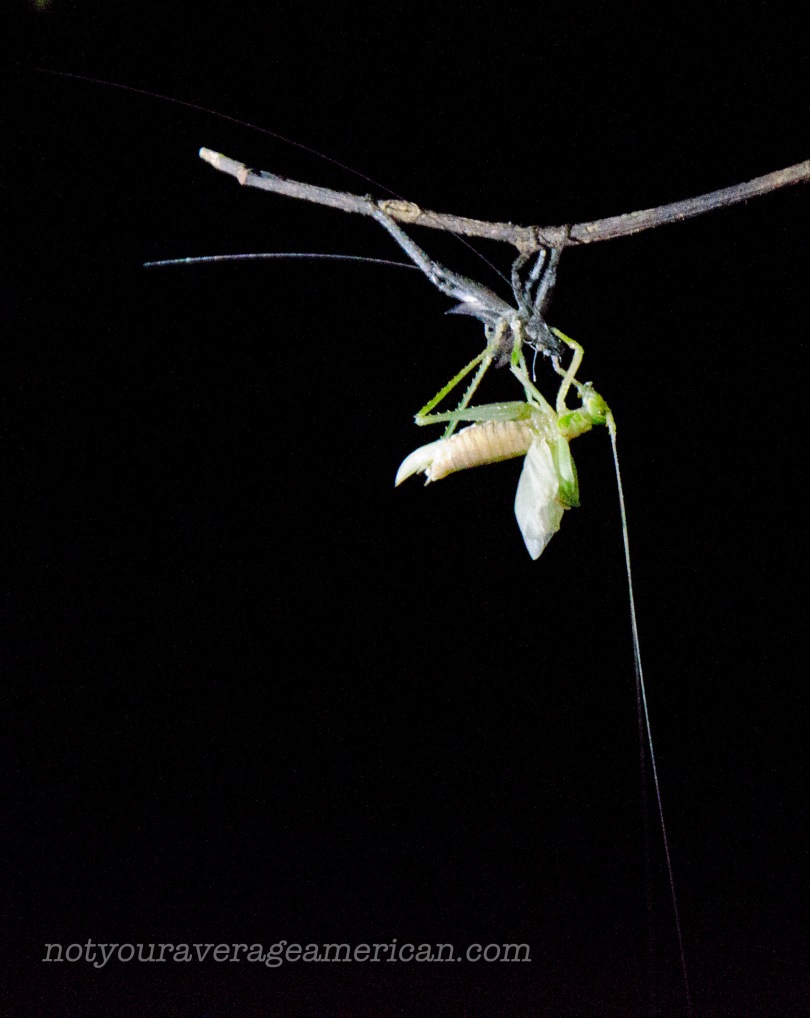 A grasshopper takes advantage of the dark night to change his clothes... photo was taken with ISO 25600 and assisted with a handheld headlamp.